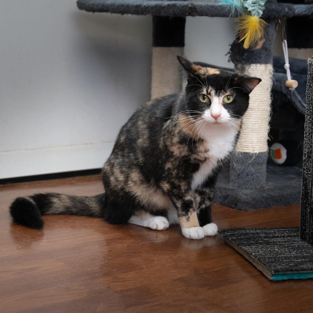 Cassie, a Adoptable Domestic Short Hair in Milan, IL image 5/5