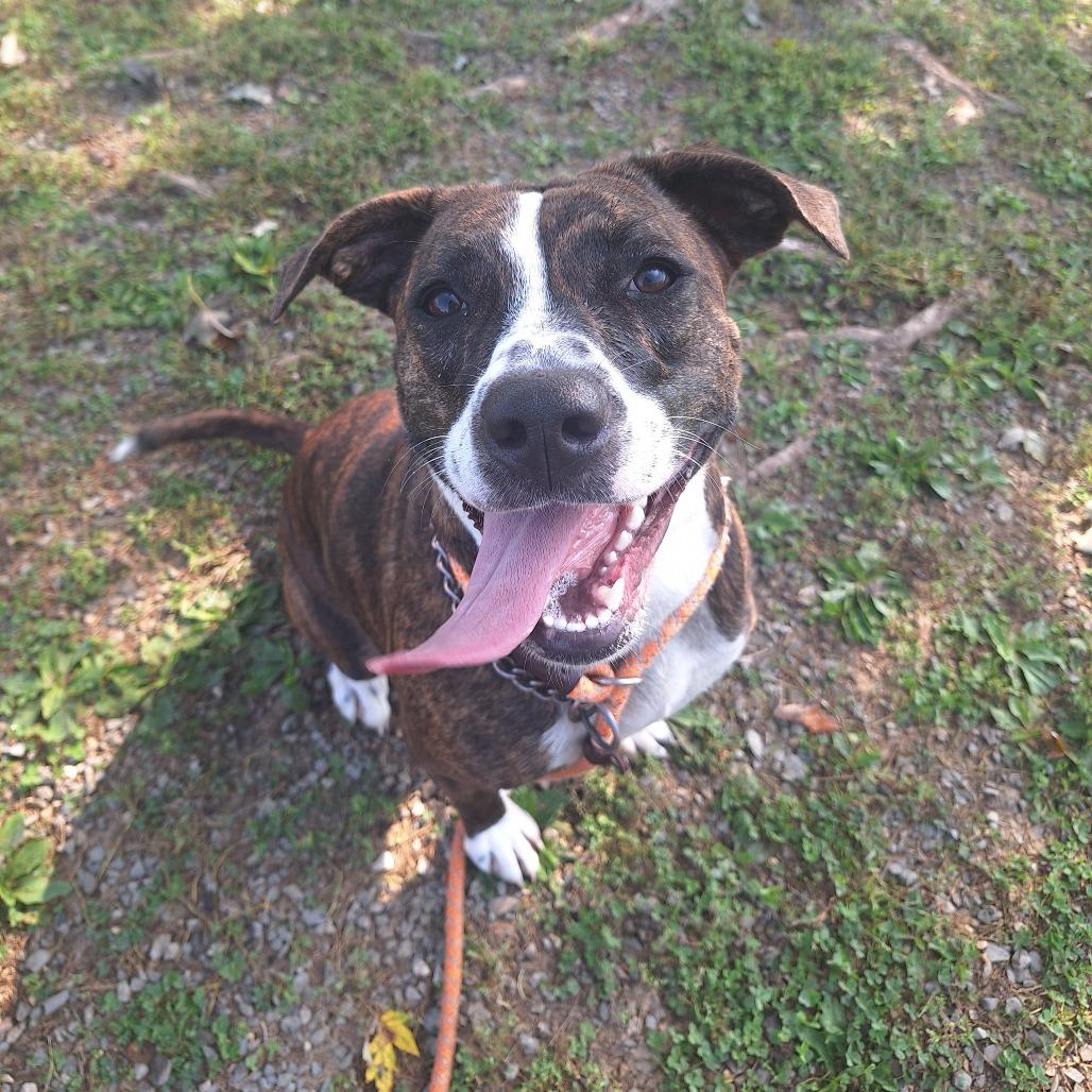 Norberta, ADOPTABLE, Adult Female Mixed Breed.