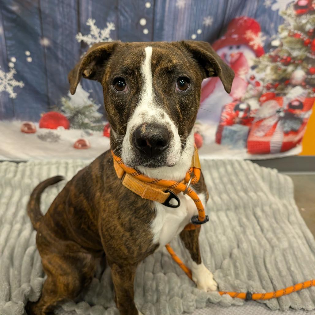 Enlarge Norberta, a ADOPTABLE Mixed Breed in Cape Girardeau, MO image 3/4