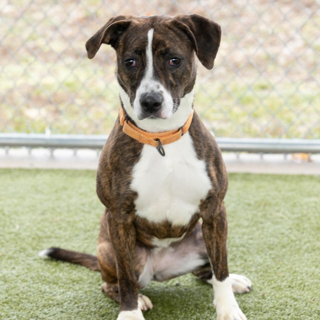 Enlarge Bertie, a ADOPTABLE Mixed Breed in Cape Girardeau, MO image 6/6