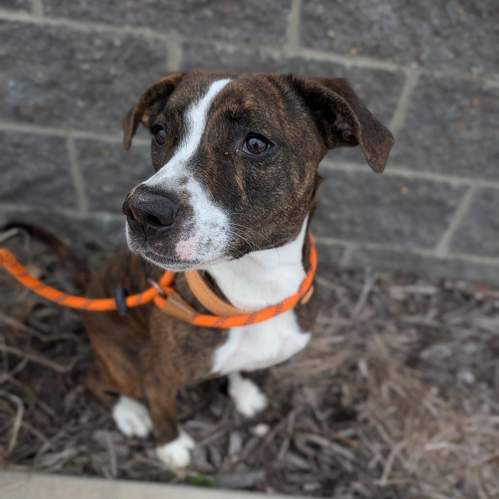Enlarge Norberta, a ADOPTABLE Mixed Breed in Cape Girardeau, MO image 4/4