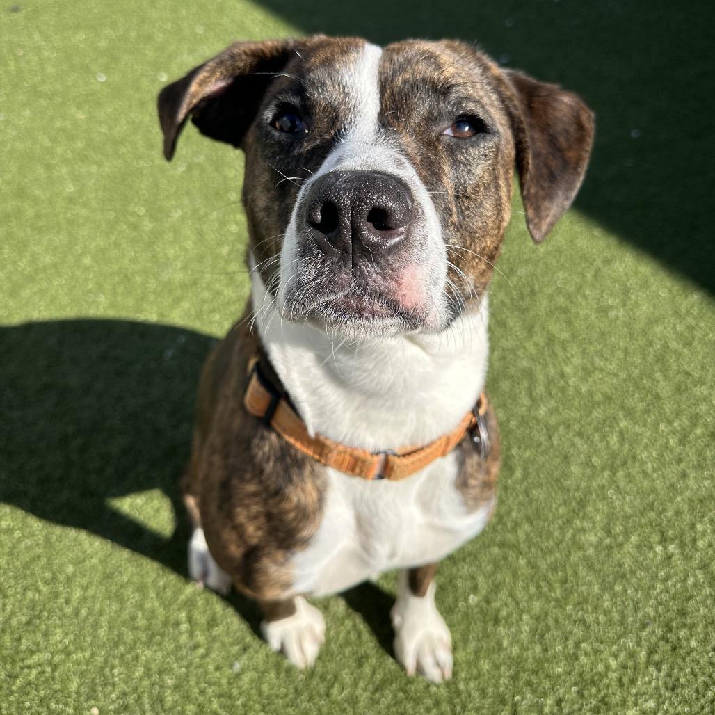 Enlarge Bertie, a ADOPTABLE Mixed Breed in Cape Girardeau, MO image 3/6