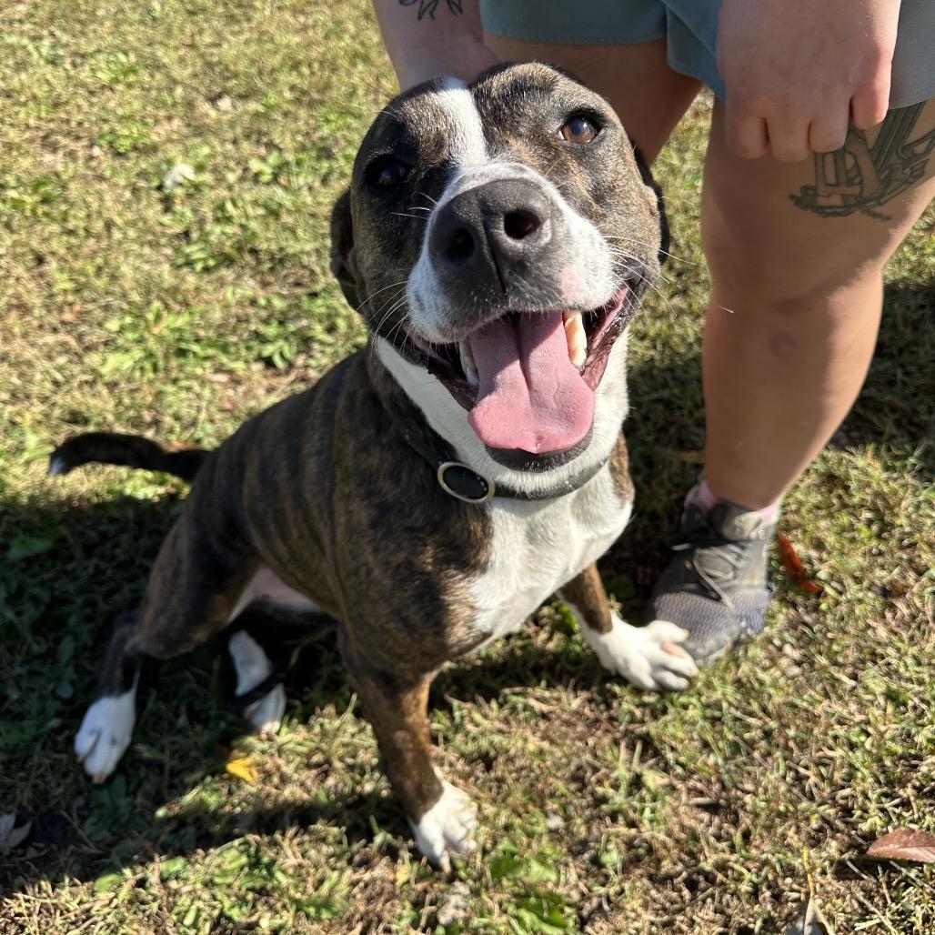 Enlarge Norberta, a ADOPTABLE Mixed Breed in Cape Girardeau, MO image 2/4