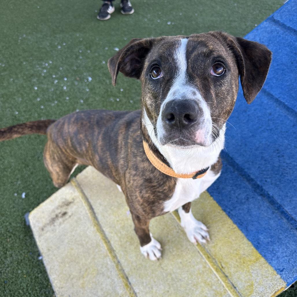 Bertie, ADOPTABLE, Adult Female Mixed Breed.