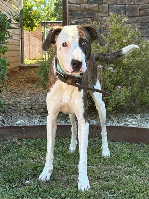Enlarge MAX, a Adoptable mixed breed in Cookeville, TN image 1/1