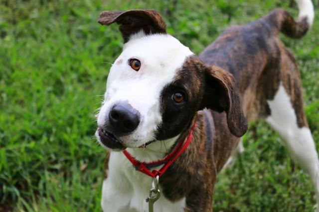MAX, Adoptable, Young Male Pit Bull Terrier & Mixed Breed.