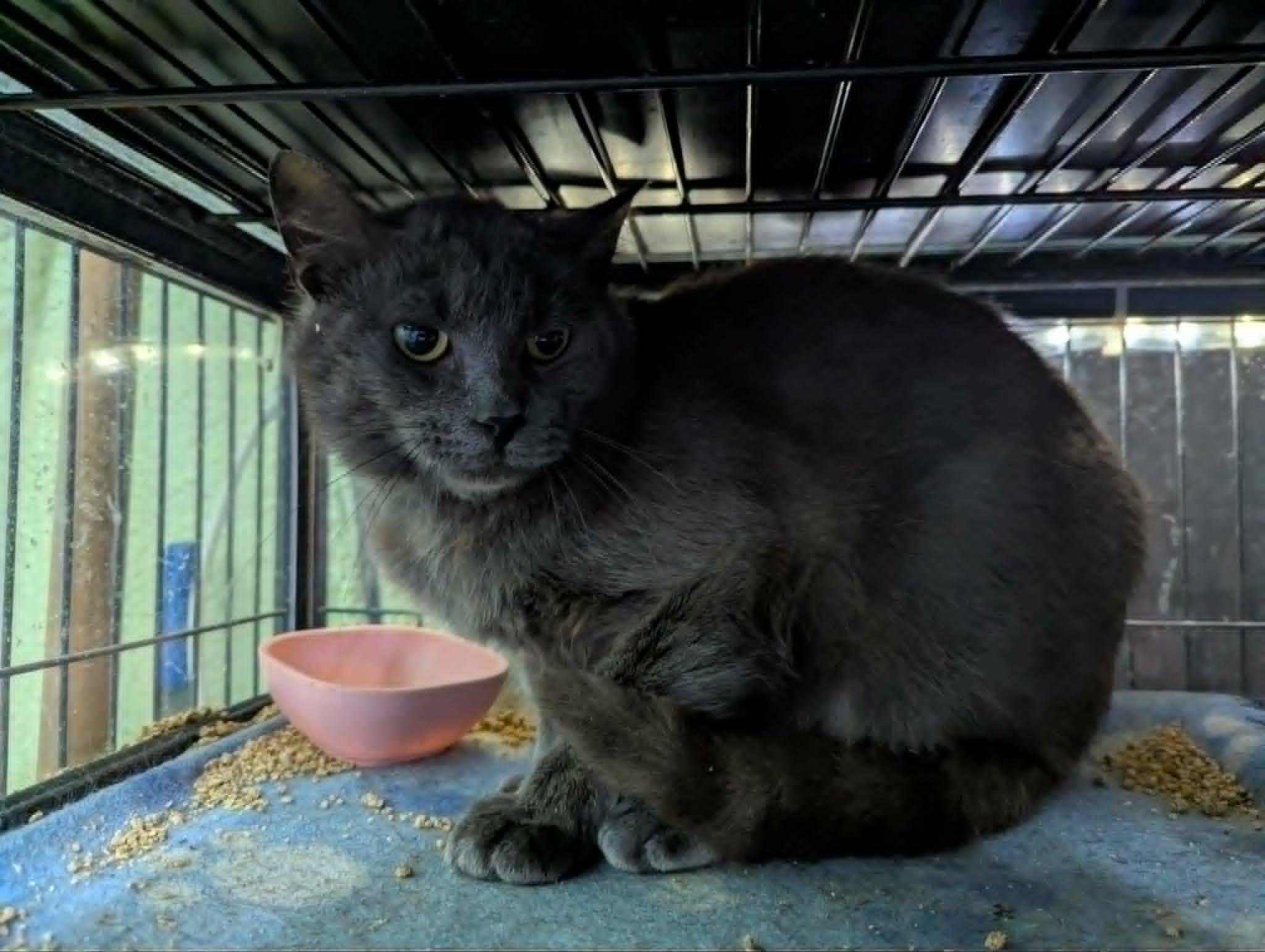 SEBASTIAN, a Adoptable Domestic Medium Hair in Tillsonburg, ON image 2/2