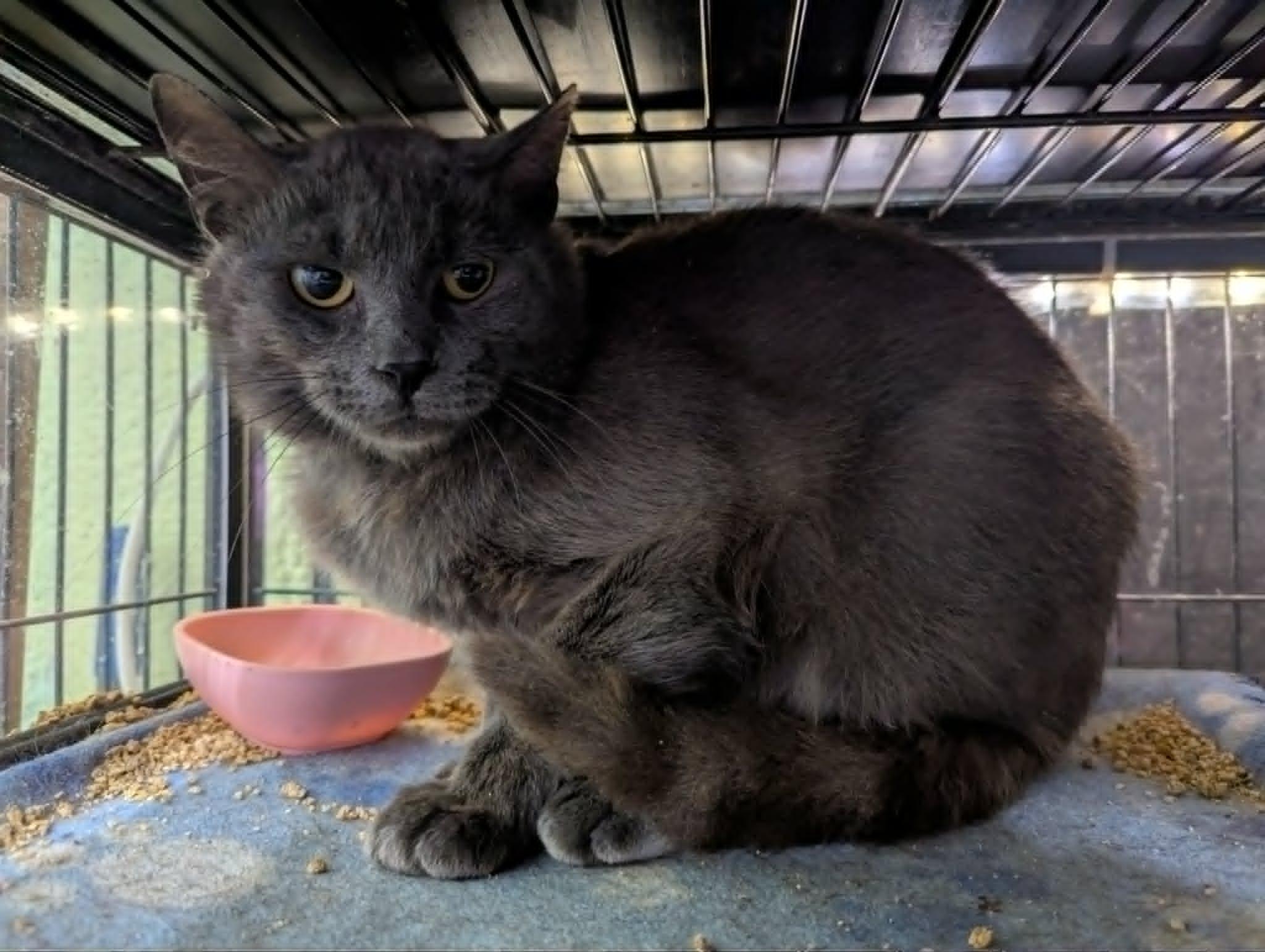 SEBASTIAN, a Adoptable Domestic Medium Hair in Tillsonburg, ON image 1/2