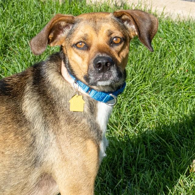 HARPER, Adoptable, Young Female Beagle & German Shepherd Dog.