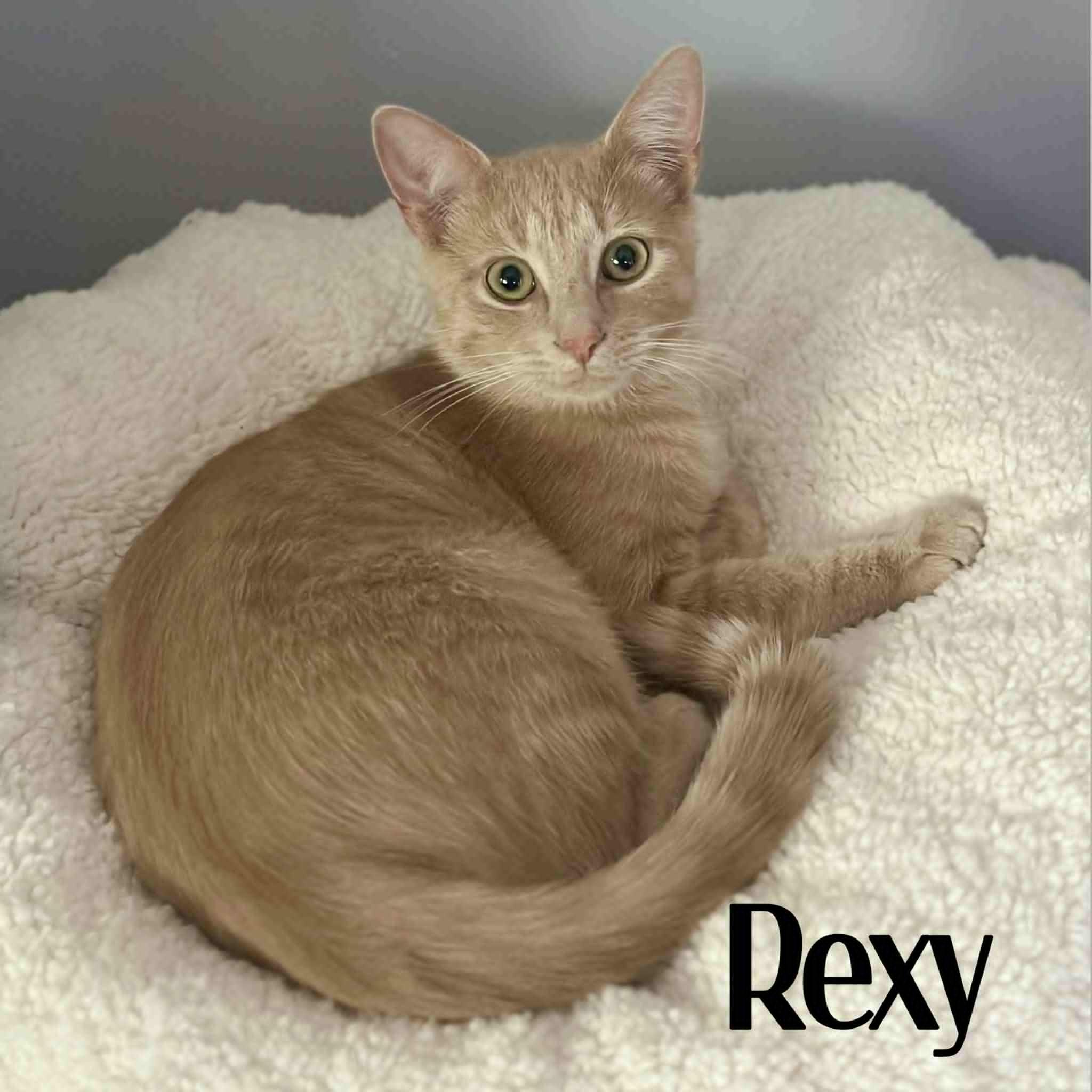 Rexy, a Adoptable American Shorthair in Erie, PA image 1/2