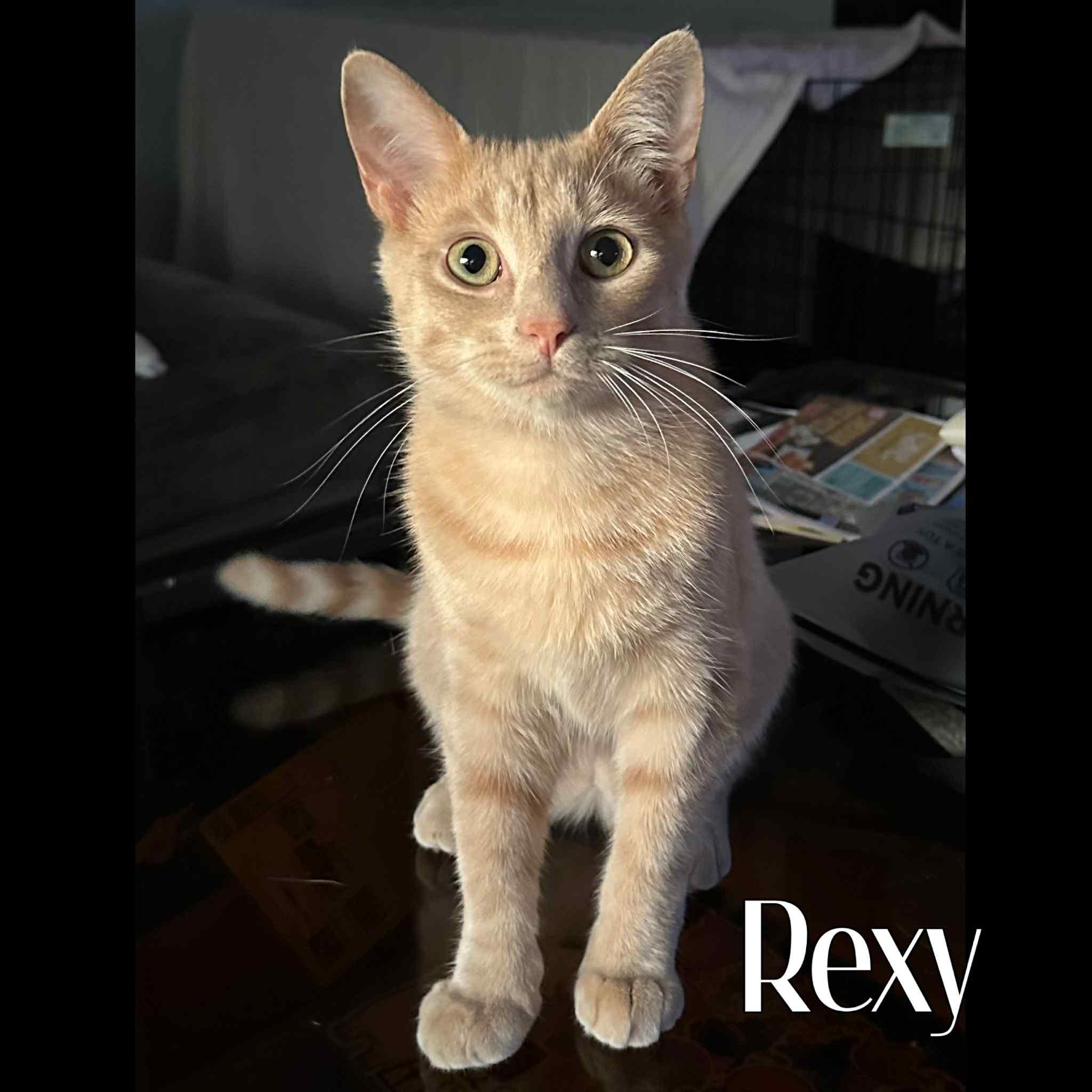 Rexy, a Adoptable American Shorthair in Erie, PA image 2/2