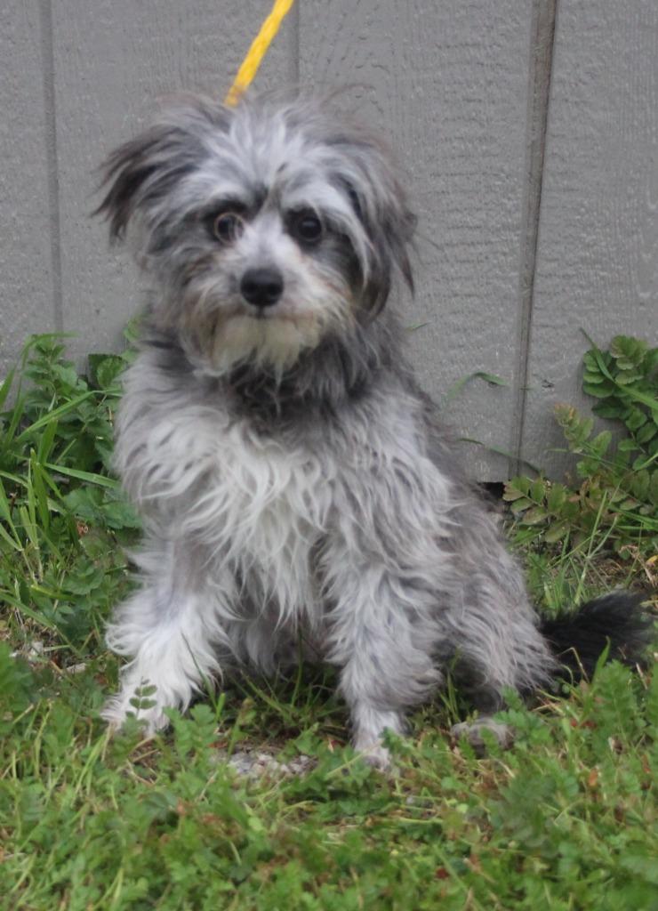 Enlarge Sri Lanka, a Adoptable mixed breed in Vacaville, CA image 1/1