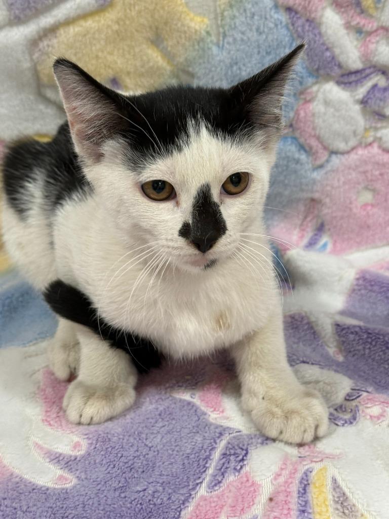 Maverick, Adoptable, Kitten Male Domestic Short Hair.