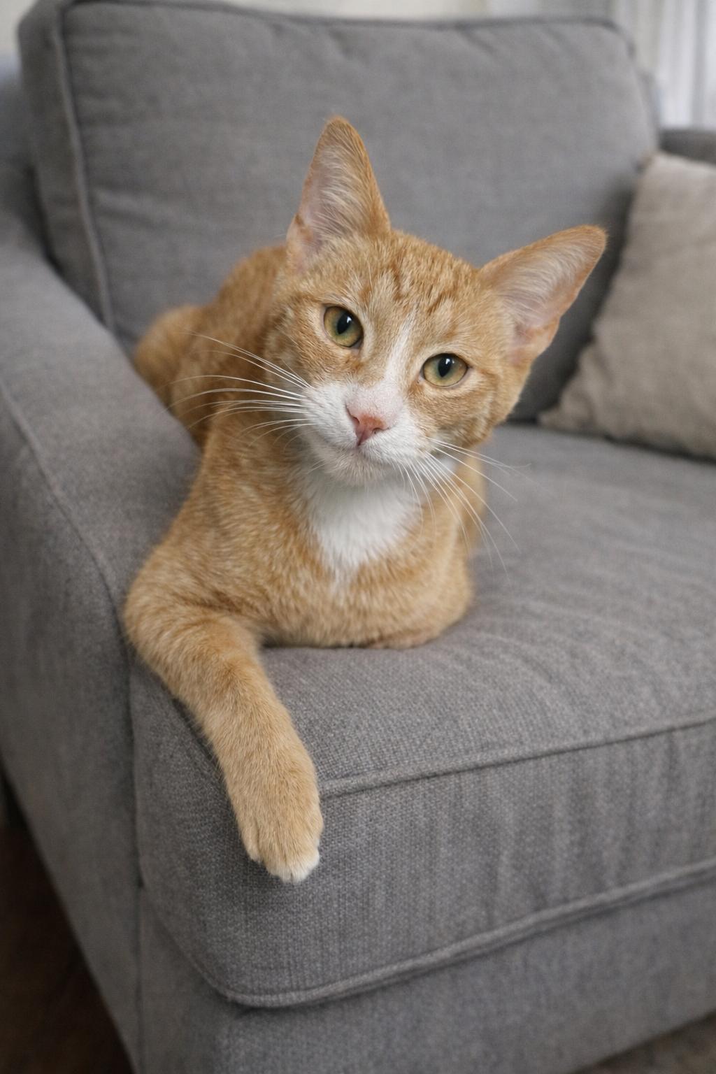 Enlarge Teddy, an adopted Domestic Short Hair in Hickory, NC image 2/4