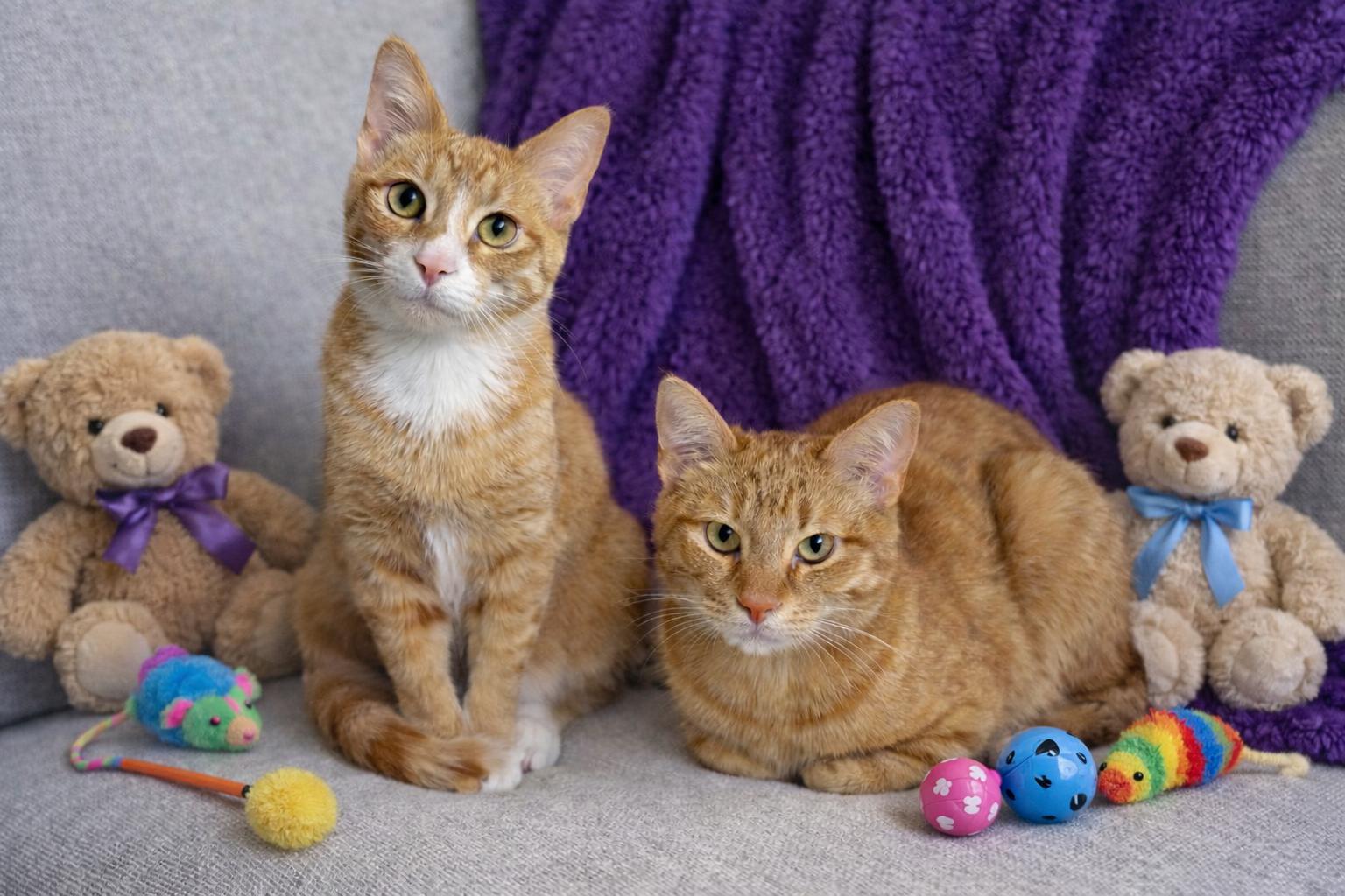 Enlarge Teddy, an adopted Domestic Short Hair in Hickory, NC image 3/4