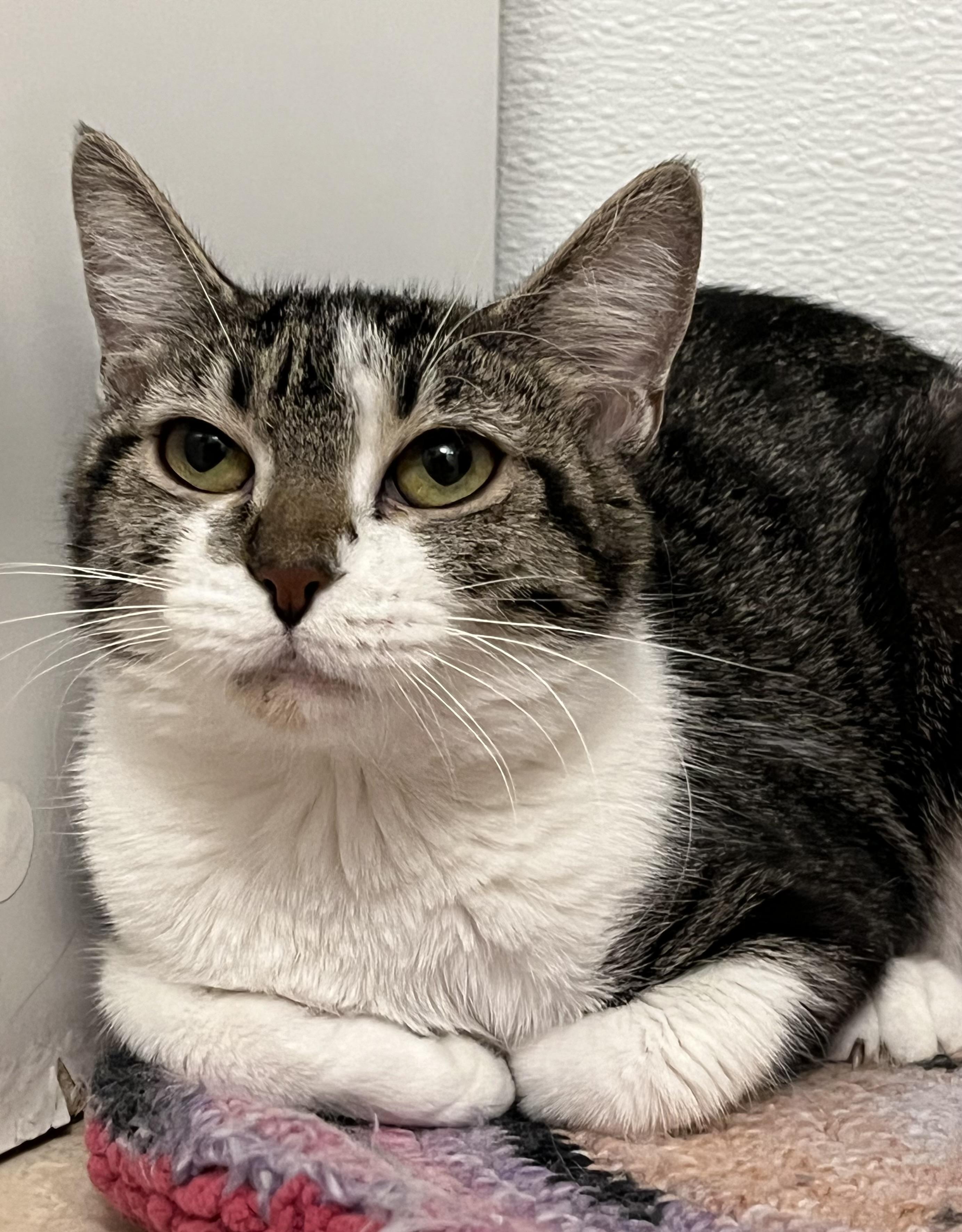 Moms, an adoptable Domestic Short Hair in Albuquerque, NM, 87190 | Photo Image 1