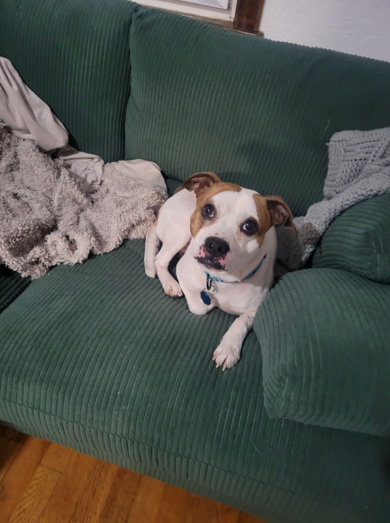 Enlarge Chance, a Adopted mixed breed in Dayton, OH image 4/6