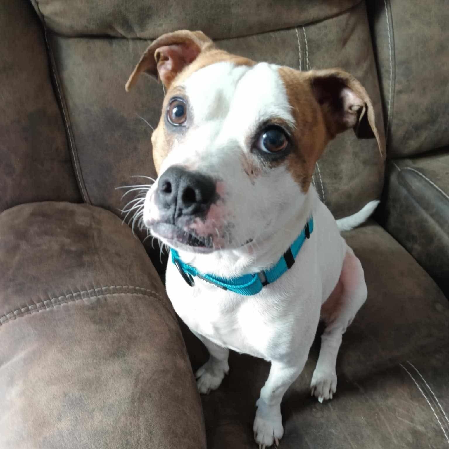 Chance, Adopted, Young Male Beagle & Bulldog.