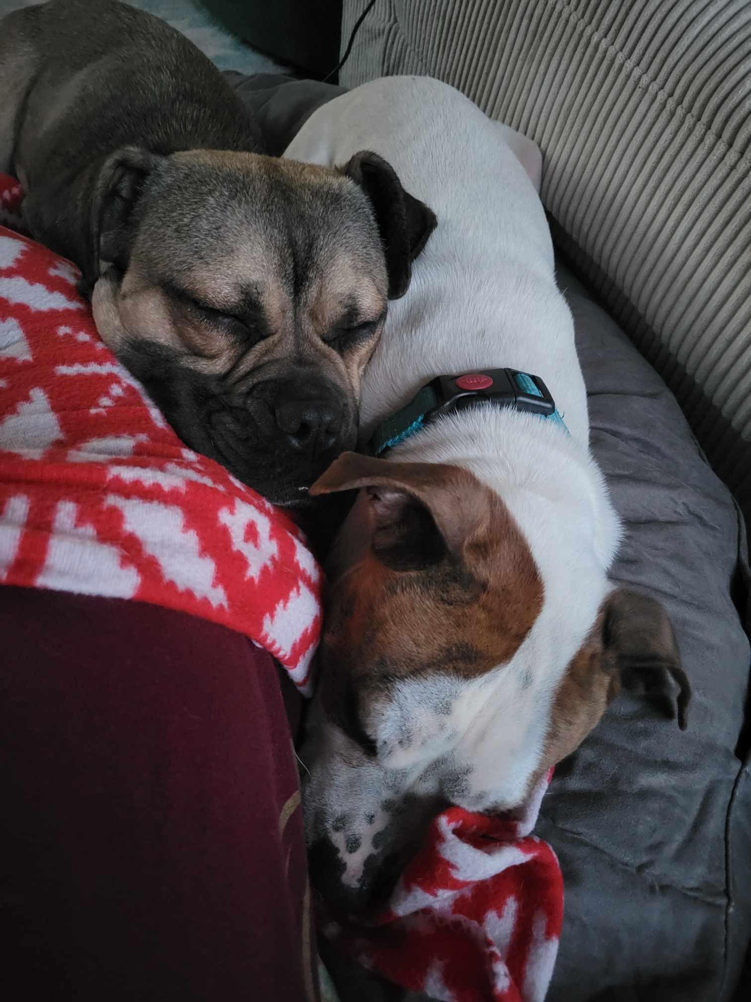 Enlarge Chance, a Adopted mixed breed in Dayton, OH image 3/6