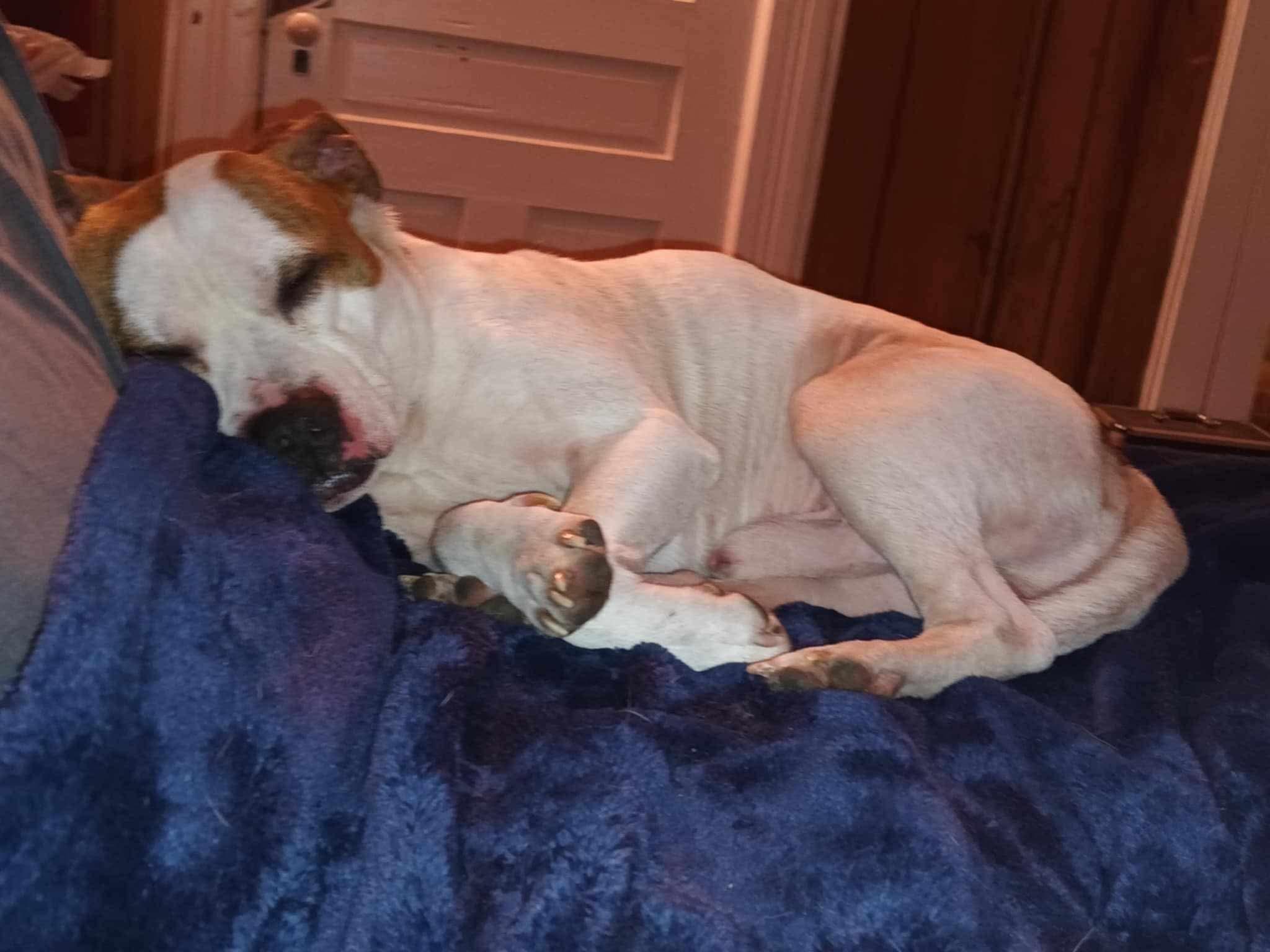 Enlarge Chance, a Adopted mixed breed in Dayton, OH image 5/6