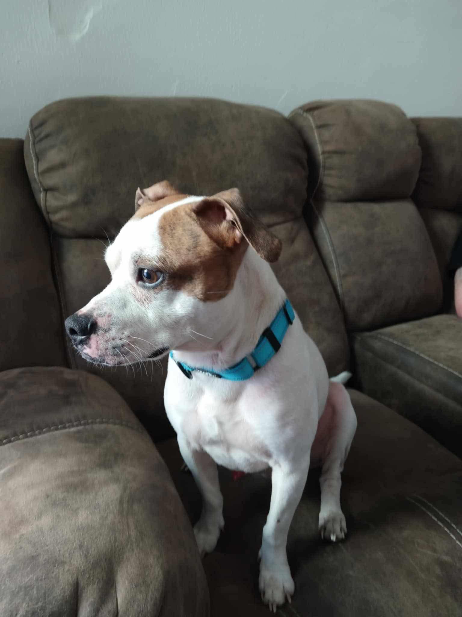 Enlarge Chance, a Adopted mixed breed in Dayton, OH image 6/6