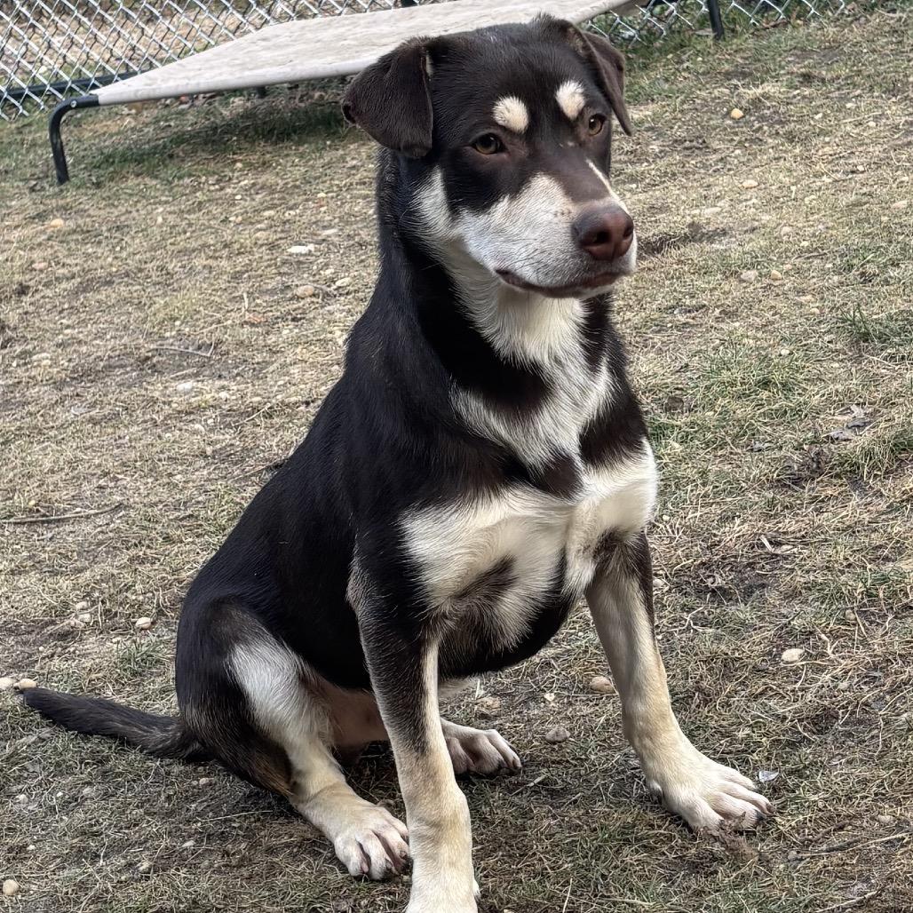 Van Damme thumbnail 2