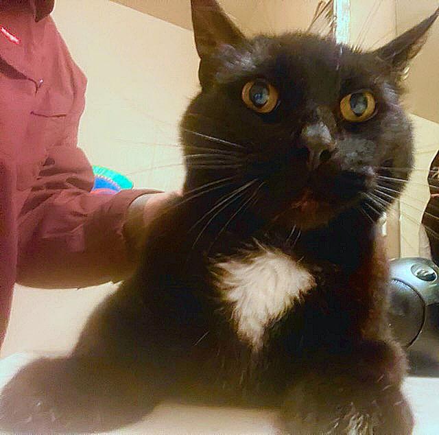 Enlarge WRINKLE #1767- Offered by Owner - Friendly Male, a Adoptable Domestic Short Hair in Hillsboro, OR image 1/3