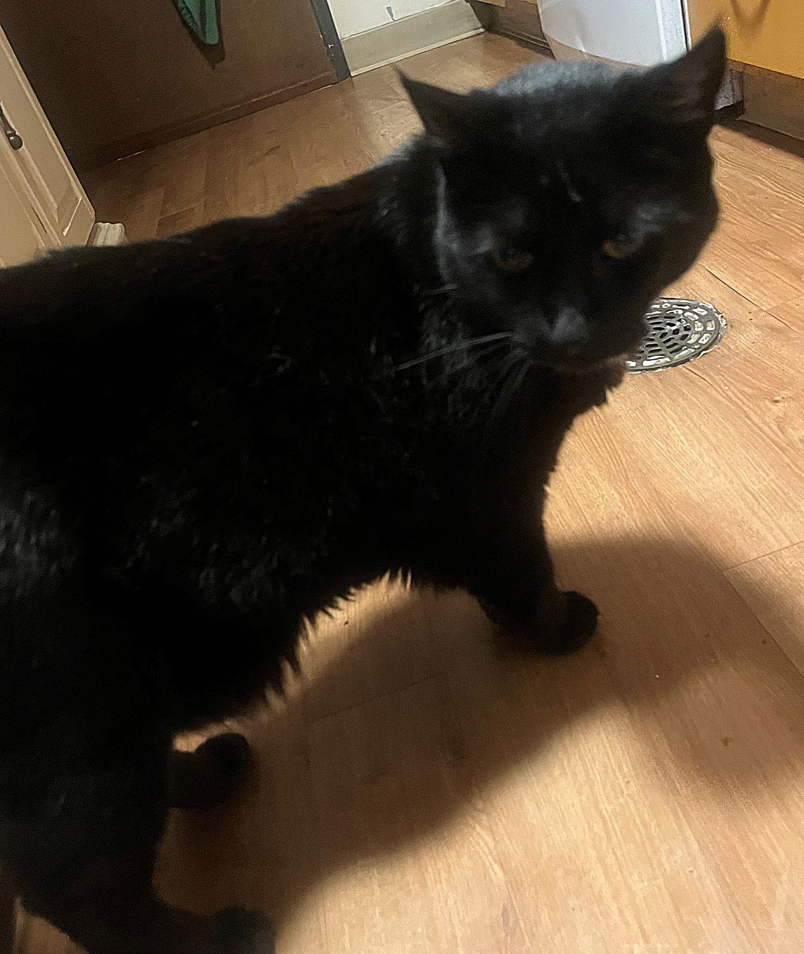 Enlarge WRINKLE #1767- Offered by Owner - Friendly Male, a Adoptable Domestic Short Hair in Hillsboro, OR image 3/3