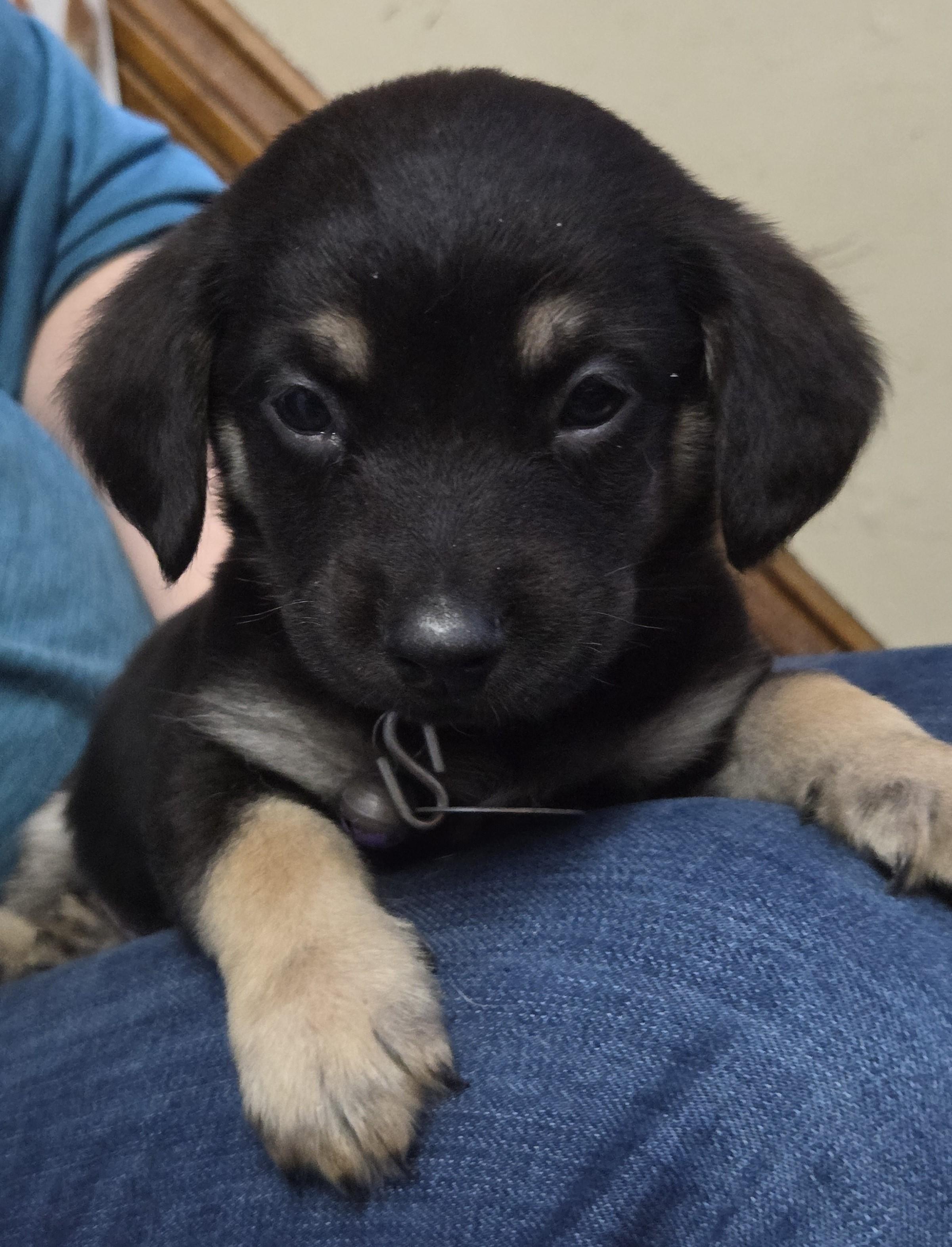 Enlarge Bartlebee, a ADOPTABLE mixed breed in Saint Paul, MN image 3/6