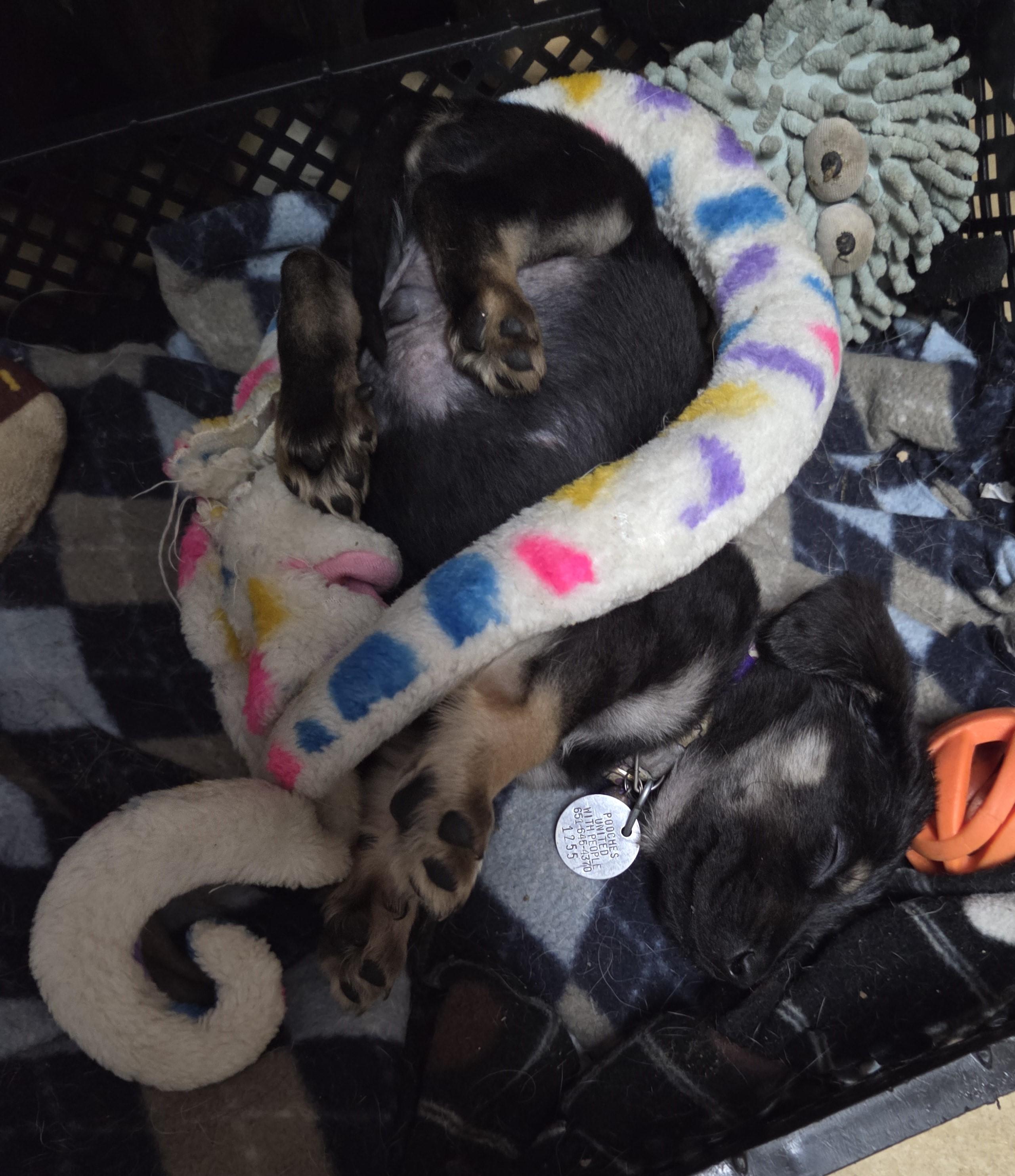 Enlarge Bartlebee, a ADOPTABLE mixed breed in Saint Paul, MN image 2/6