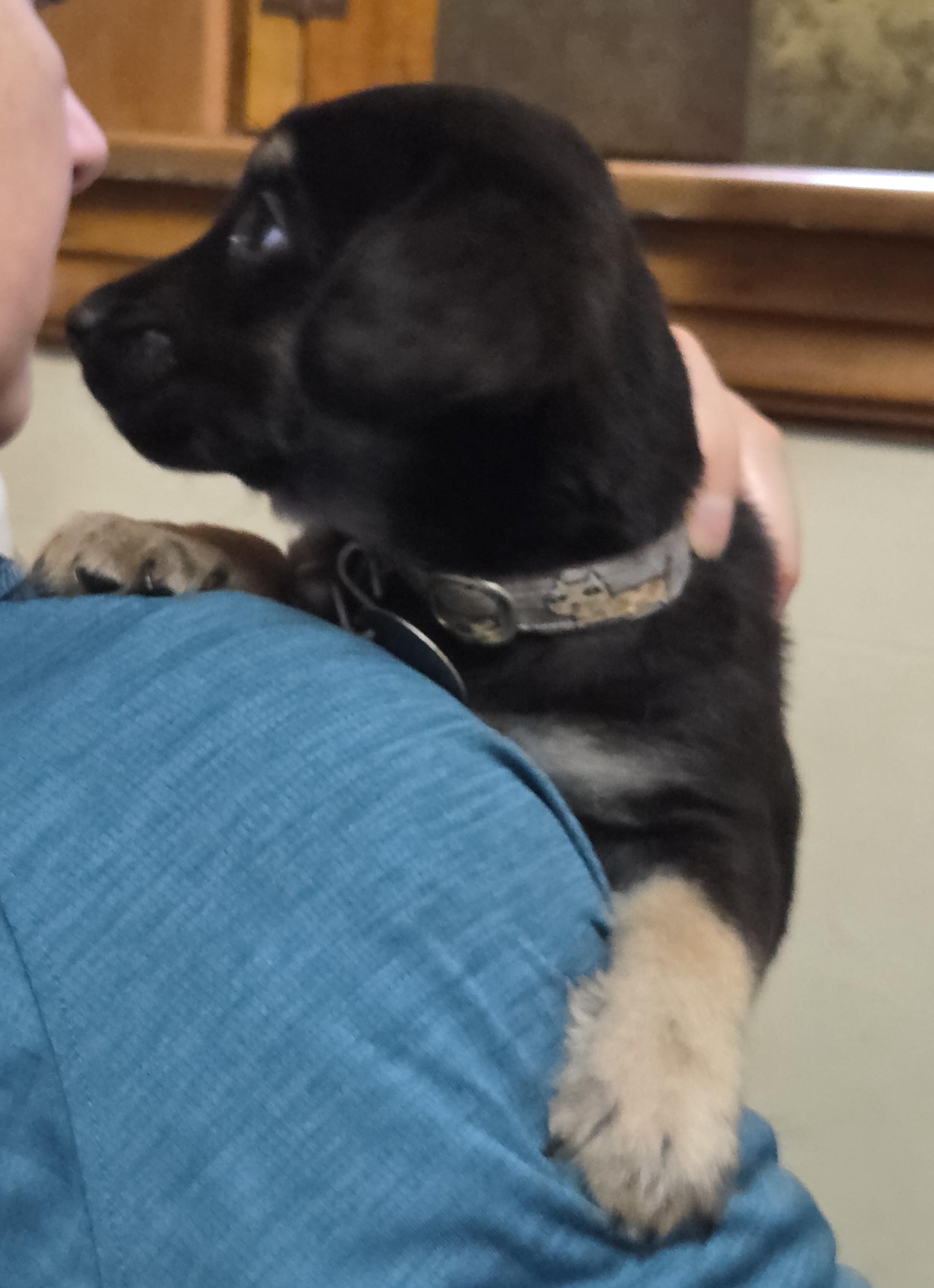 Enlarge Bartlebee, a ADOPTABLE mixed breed in Saint Paul, MN image 1/6