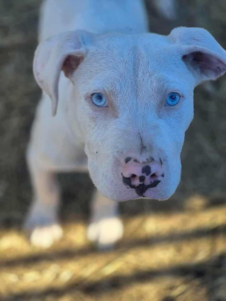 Zero, Adoptable, Puppy Male American Staffordshire Terrier.