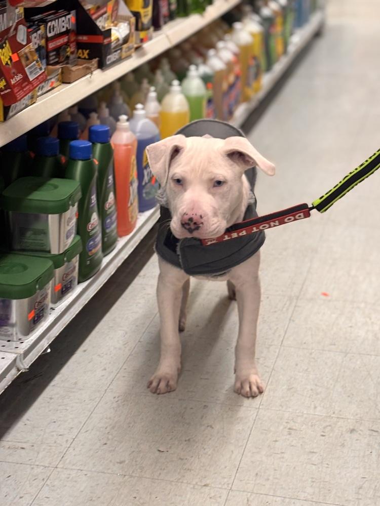 Enlarge Zero, a Adoptable American Staffordshire Terrier in Bronx, NY image 2/6