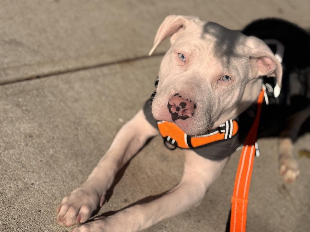 Enlarge Zero, a Adoptable American Staffordshire Terrier in Bronx, NY image 4/6