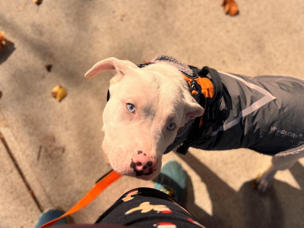 Enlarge Zero, a Adoptable American Staffordshire Terrier in Bronx, NY image 5/6