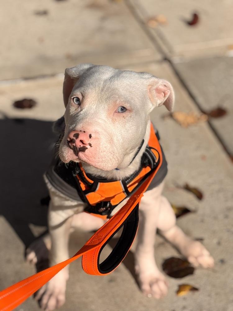 Enlarge Zero, a Adoptable American Staffordshire Terrier in Bronx, NY image 6/6