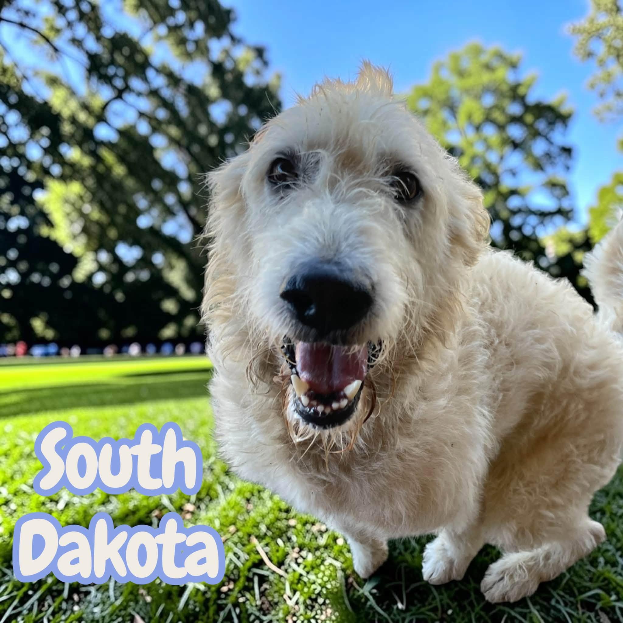 Enlarge South Dakota - sweet, active, loving best friend, a Adoptable mixed breed in Morristown, NJ image 4/5