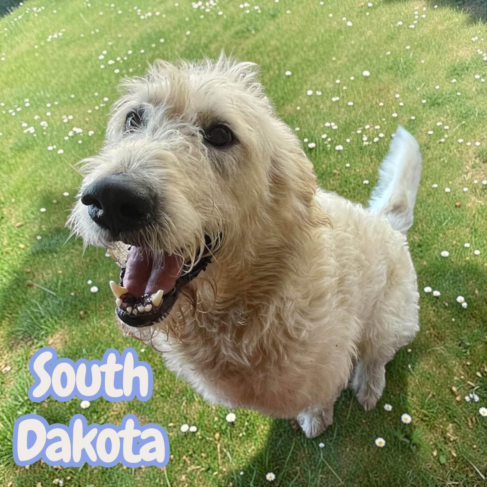South Dakota - sweet, active, loving best friend, Adoptable, Adult Male Goldendoodle & Labradoodle.
