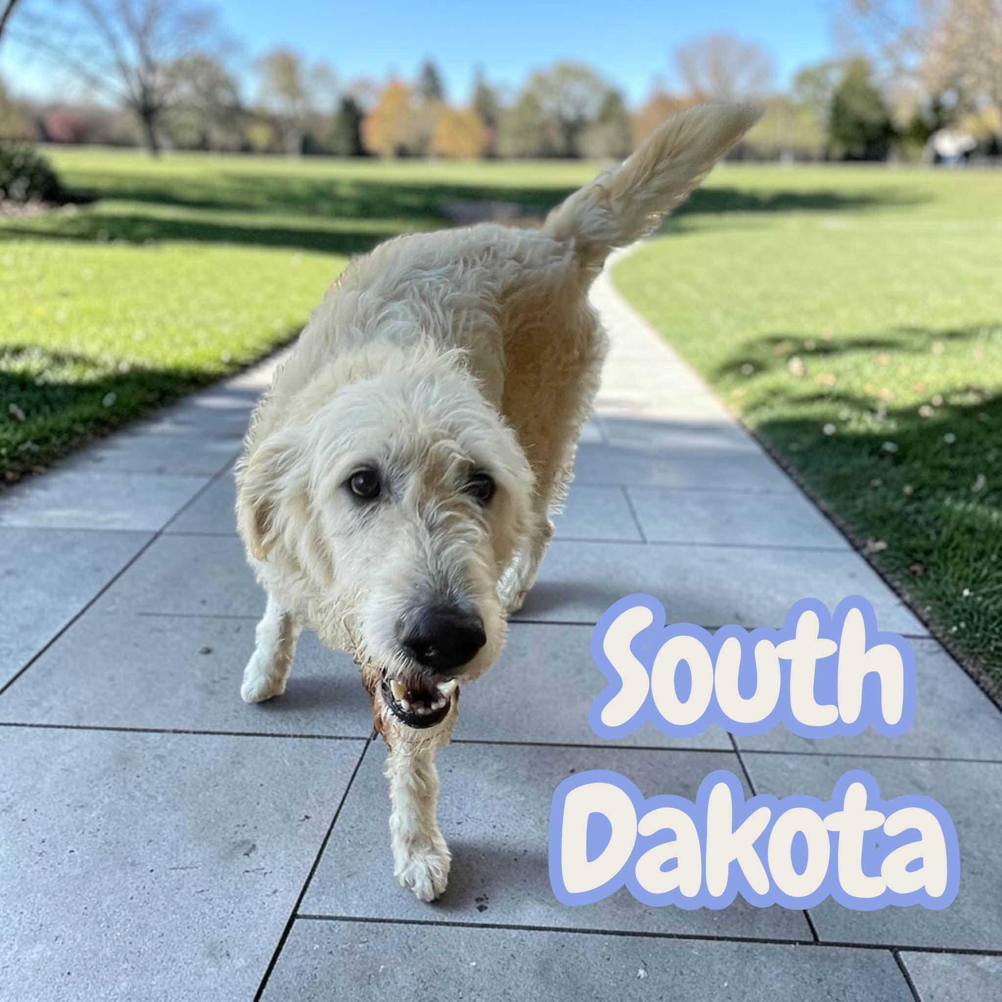 Enlarge South Dakota - sweet, active, loving best friend, a Adoptable mixed breed in Morristown, NJ image 5/5