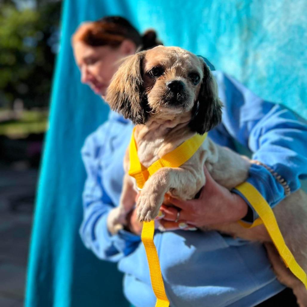 Cori, Adoptable, Adult Female Shih Tzu.