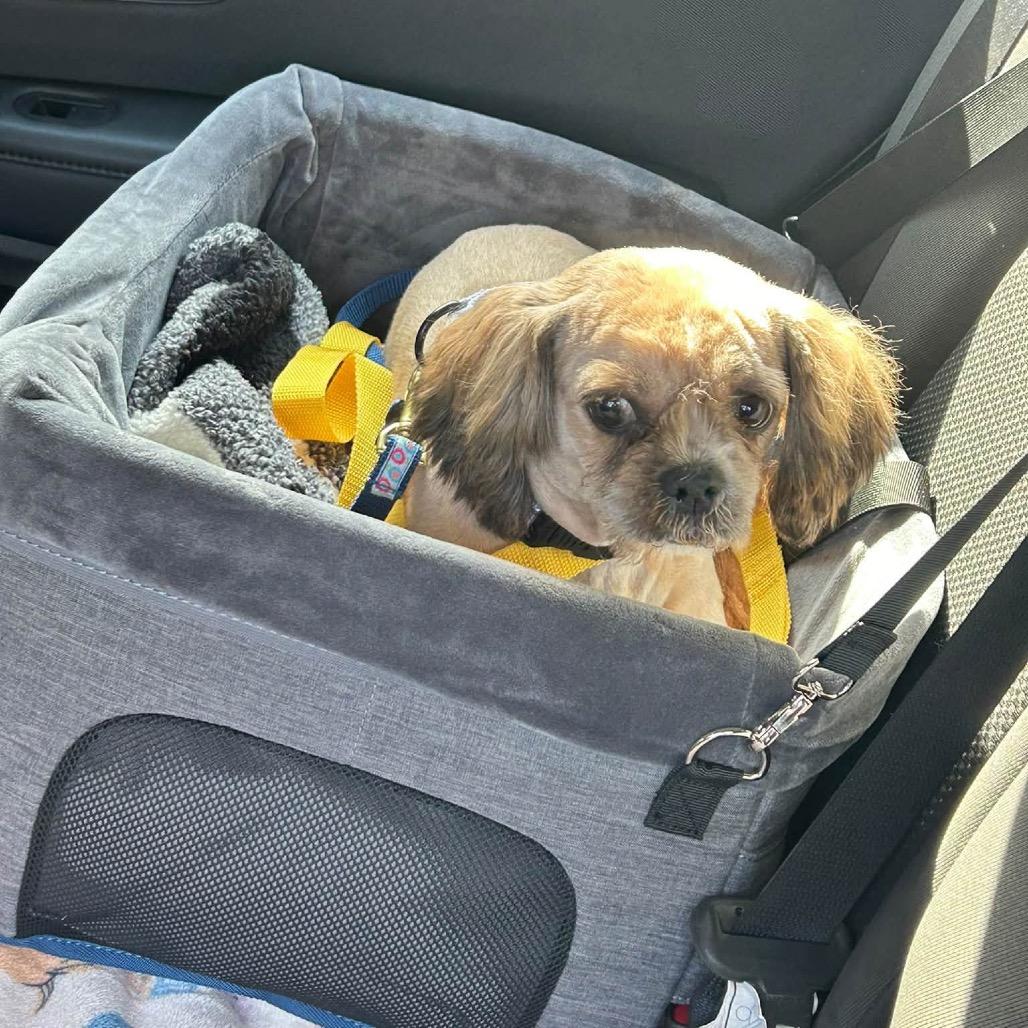 Enlarge Cori, a Adoptable Shih Tzu in St. Charles, IL image 2/6