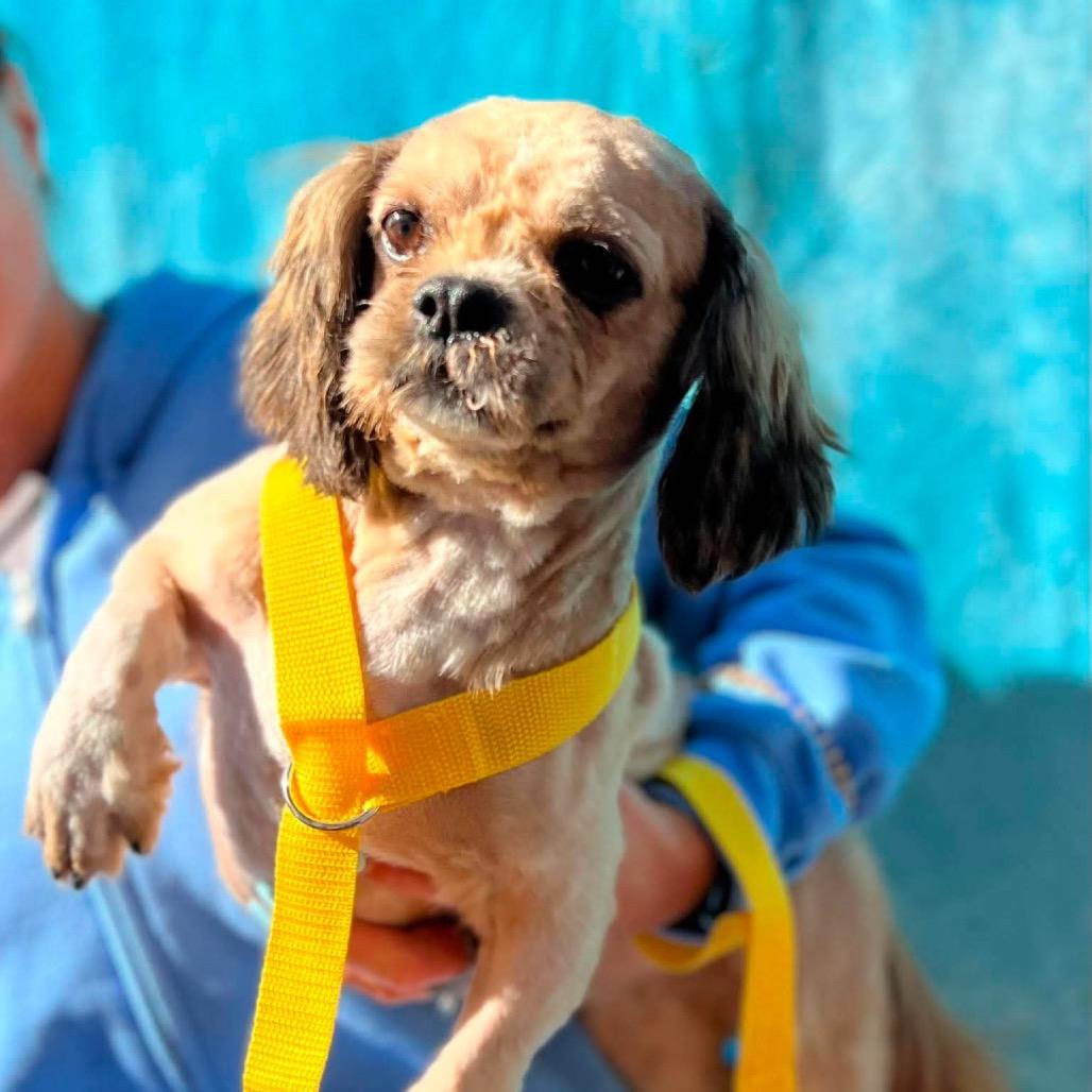 Enlarge Cori, a Adoptable Shih Tzu in St. Charles, IL image 3/6