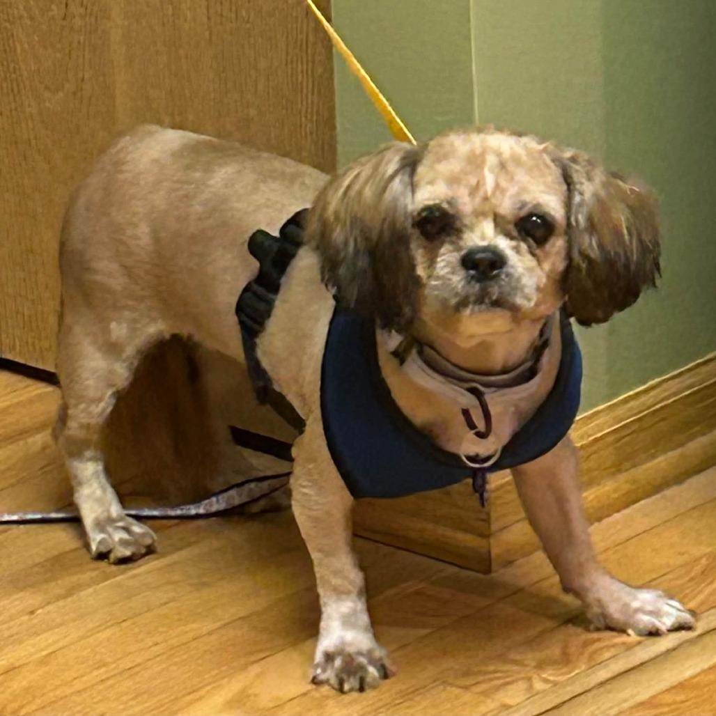 Enlarge Cori, a Adoptable Shih Tzu in St. Charles, IL image 4/6