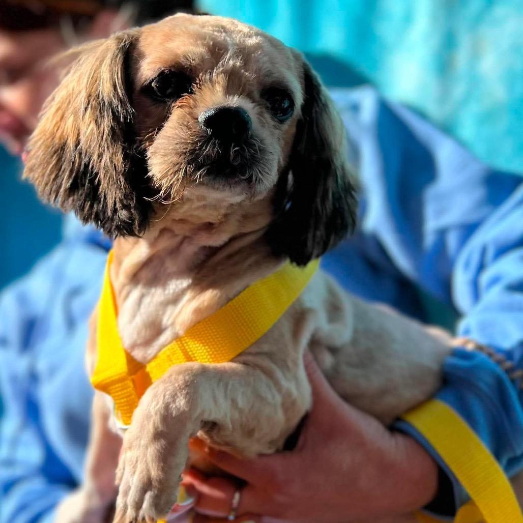 Enlarge Cori, a Adoptable Shih Tzu in St. Charles, IL image 5/6