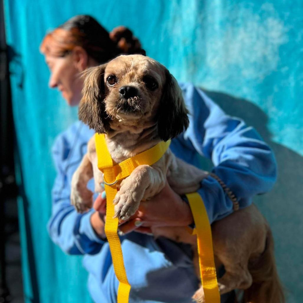 Enlarge Cori, a Adoptable Shih Tzu in St. Charles, IL image 6/6