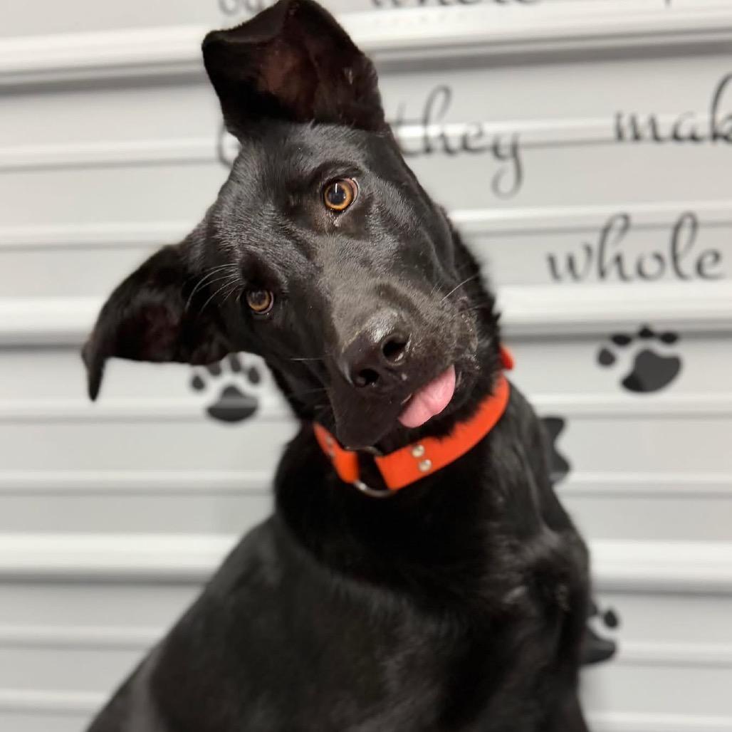 Molly, Adoptable, Young Female Black Labrador Retriever.