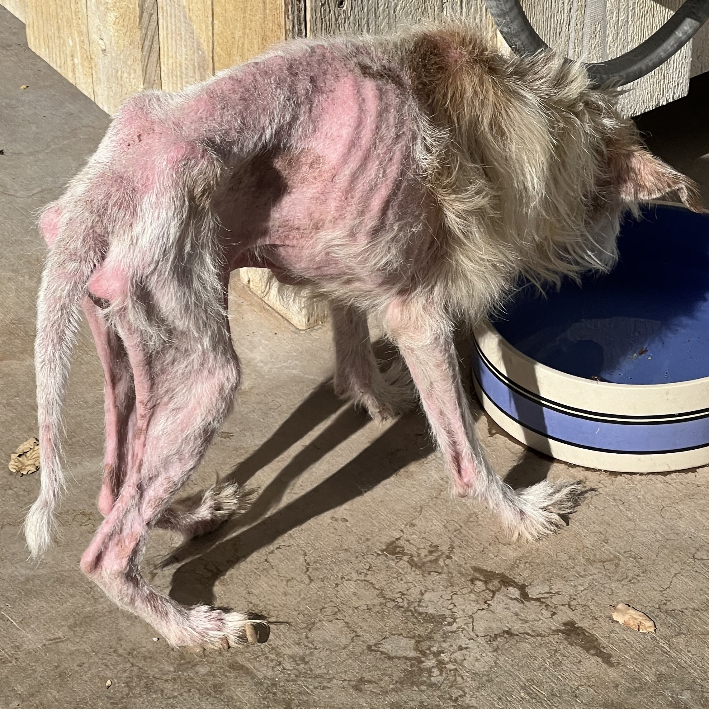 Enlarge Jay Z, a Adoptable mixed breed in Wingdale, NY image 4/4