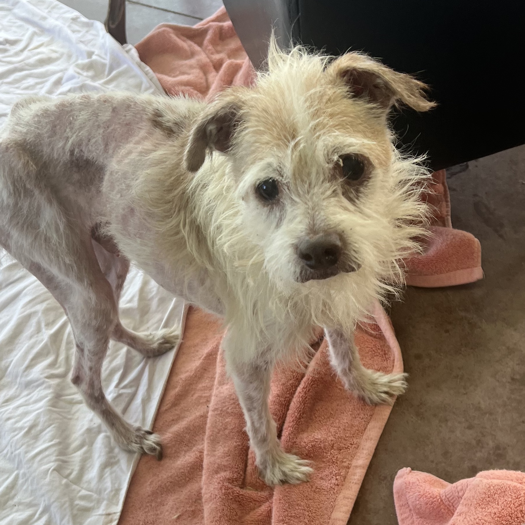 Enlarge Jay Z, a Adoptable mixed breed in Wingdale, NY image 3/4