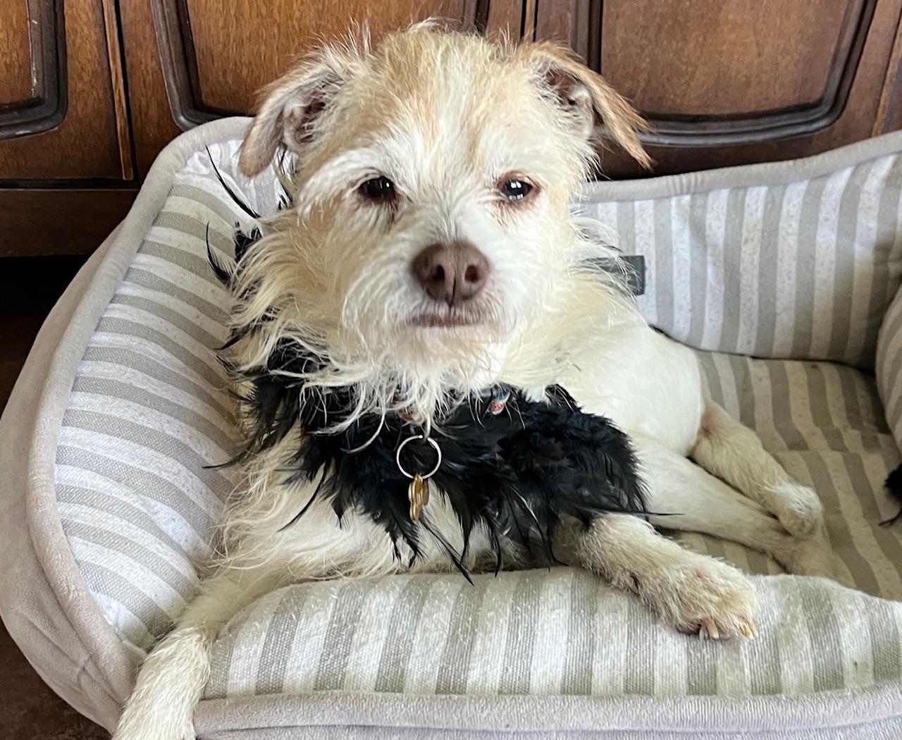 Enlarge Jay Z, a Adoptable mixed breed in Wingdale, NY image 1/4