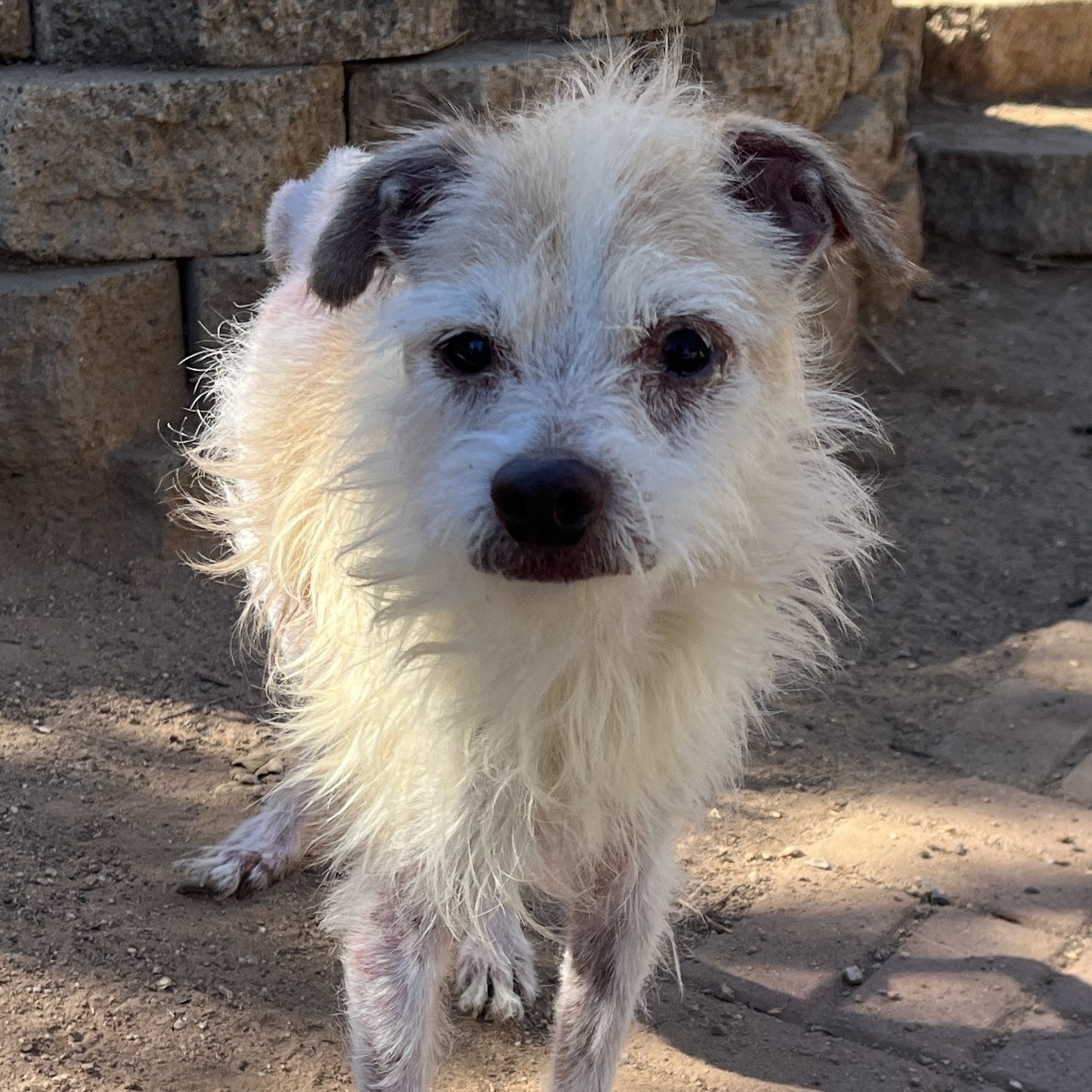 Enlarge Jay Z, a Adoptable mixed breed in Wingdale, NY image 2/4